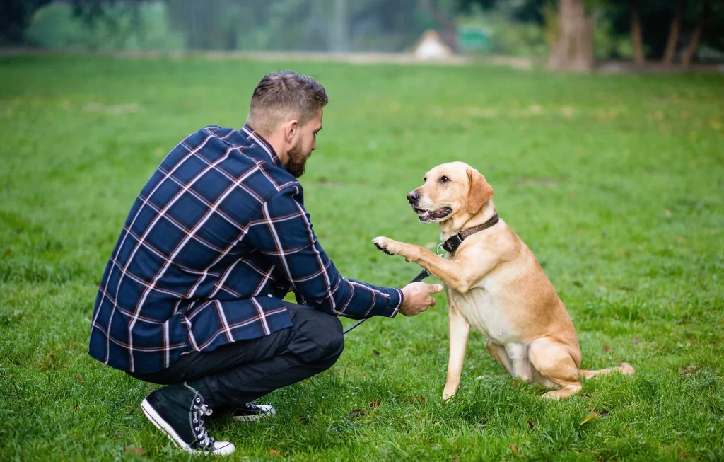 A man in a plaid shirt and black pants is kneeling on grass while holding the paw of a yellow Labrador retriever in a park.