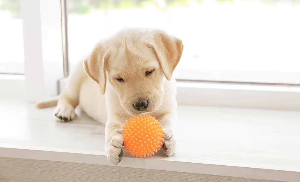 A puppy chewing on an orange ball on a window sill