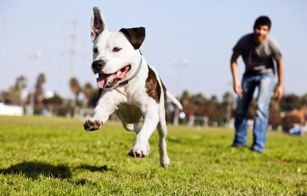 A dog running in the grass with a man in the background