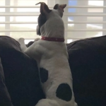 A dog sitting on a couch looking out the window