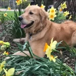 golden retriever laying on a yellow flower