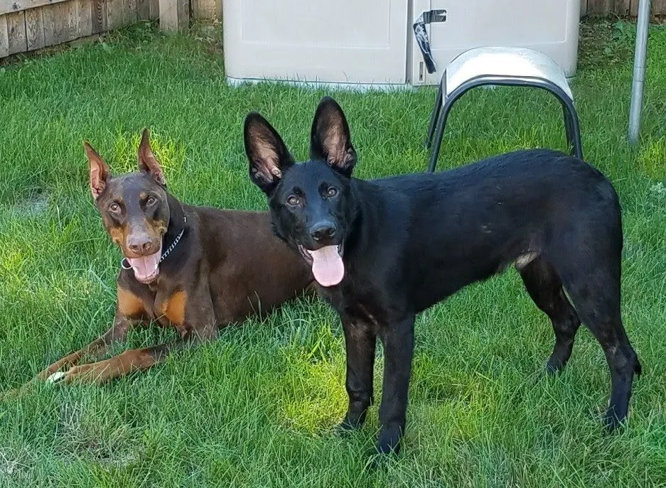 Dogs playing in the backyard