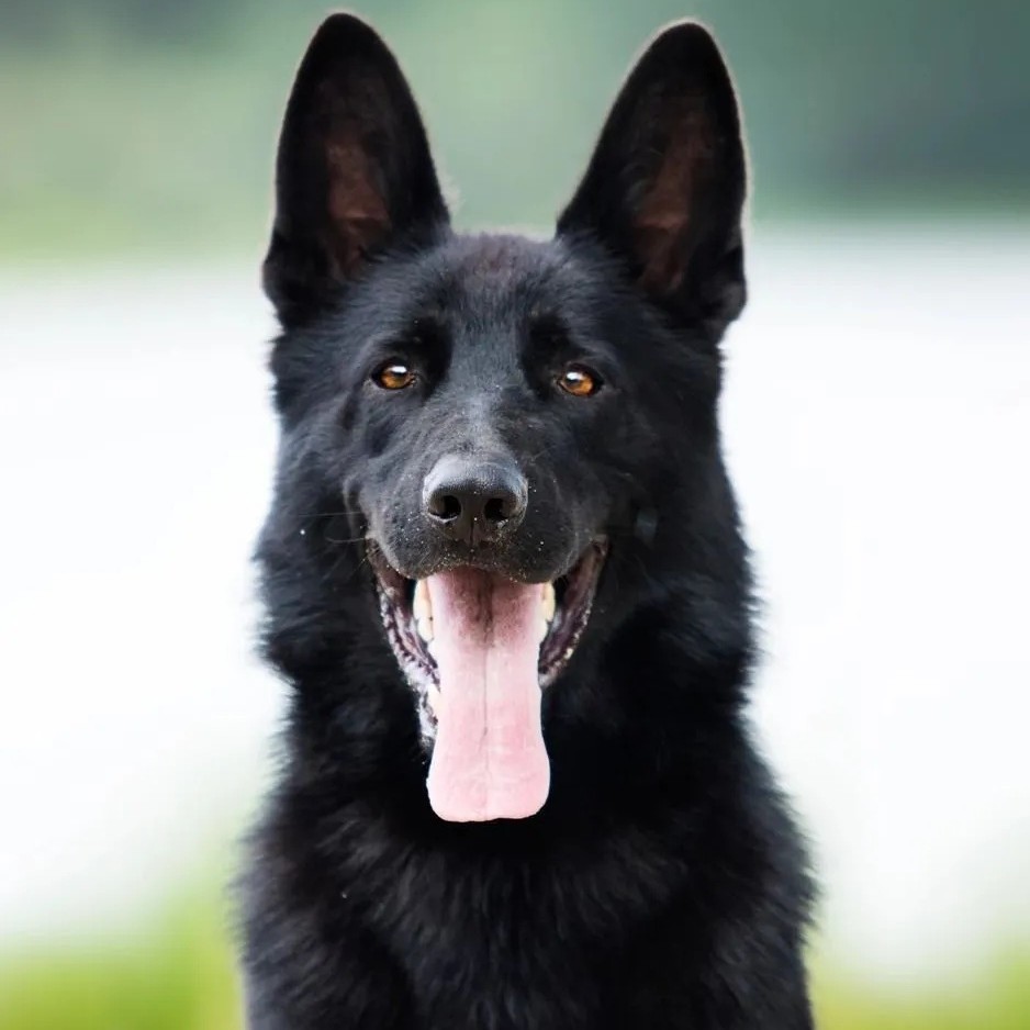 Black-German-Shepard