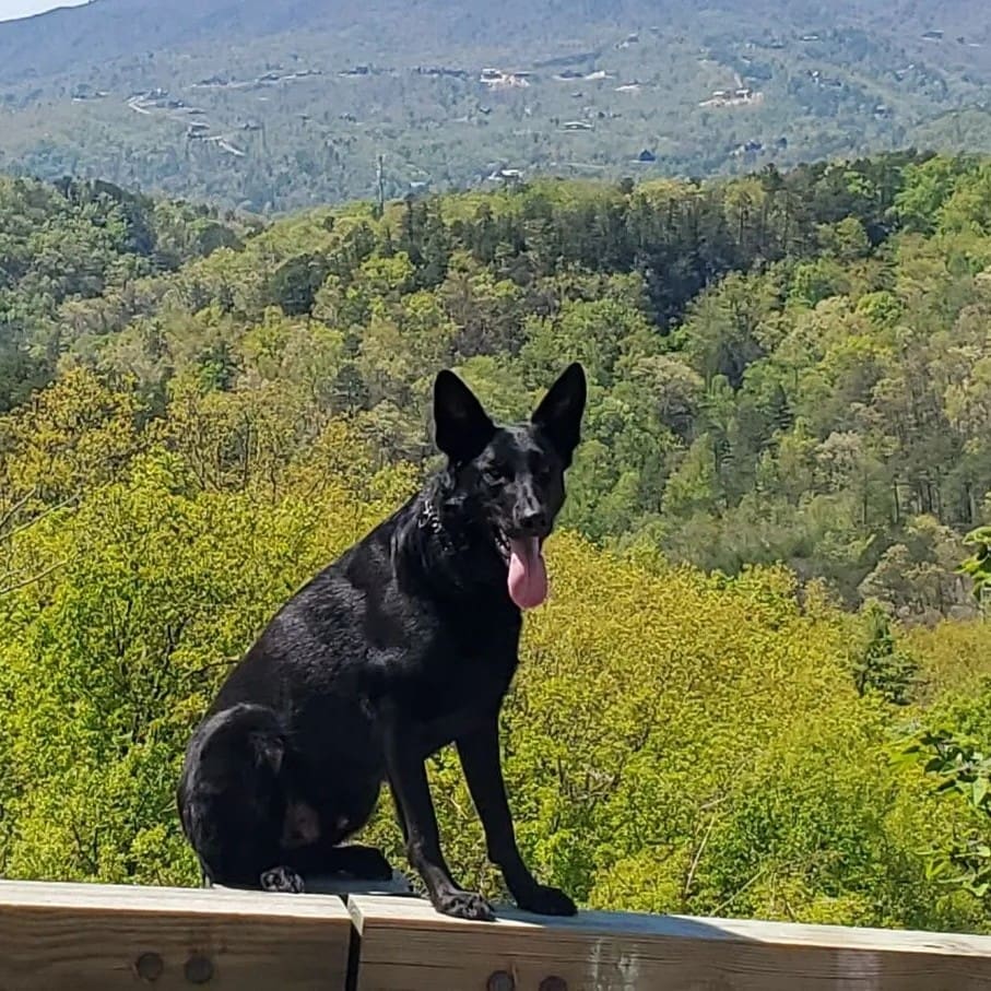 Dog Public Spaces Outdoor Training