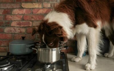 How to Stop Your Dog from Counter Surfing for Good
