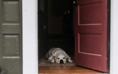 Door Bolting: How to Keep Your Dog Safe When the Door Opens
