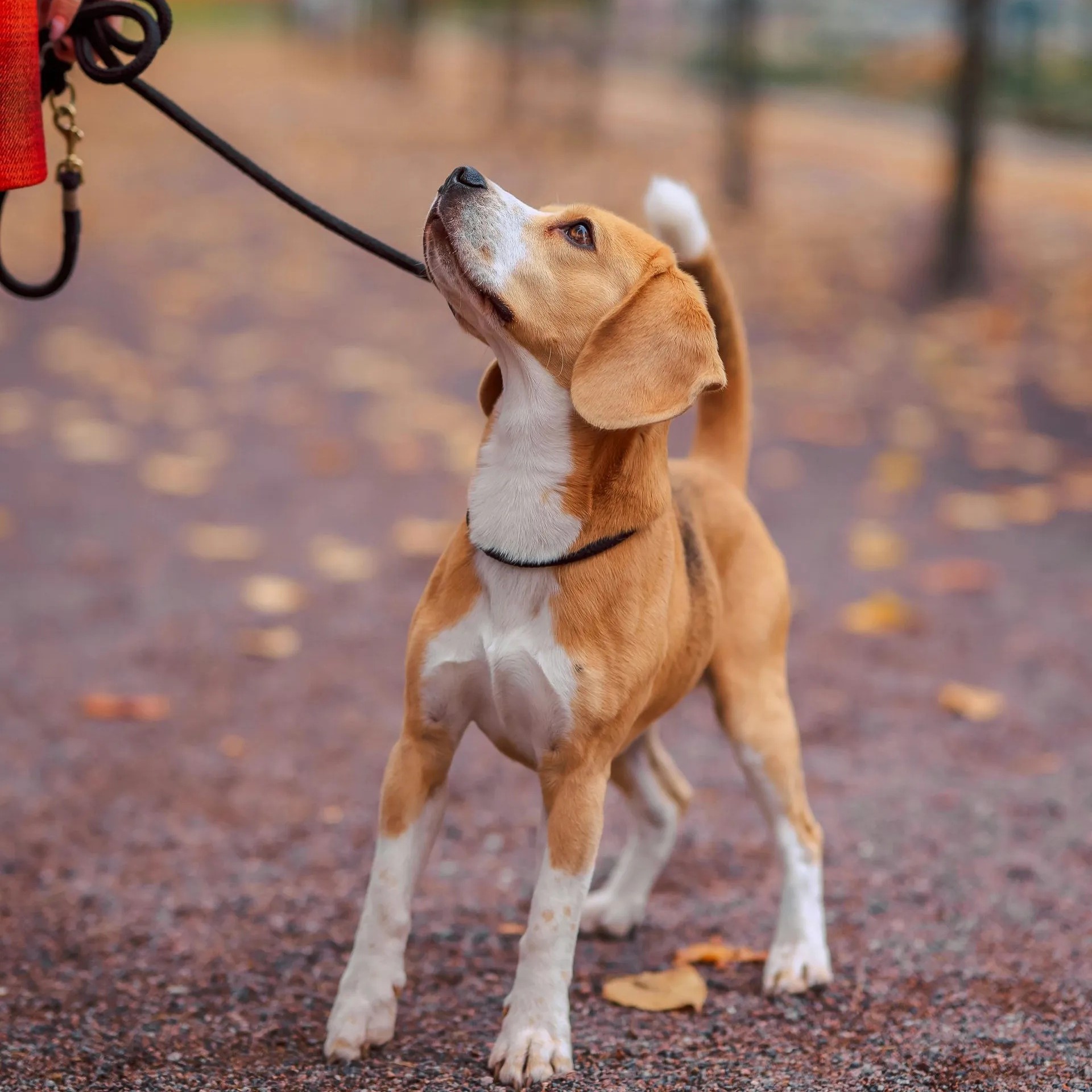 Dog Puppy Leash Pulling Walking Training