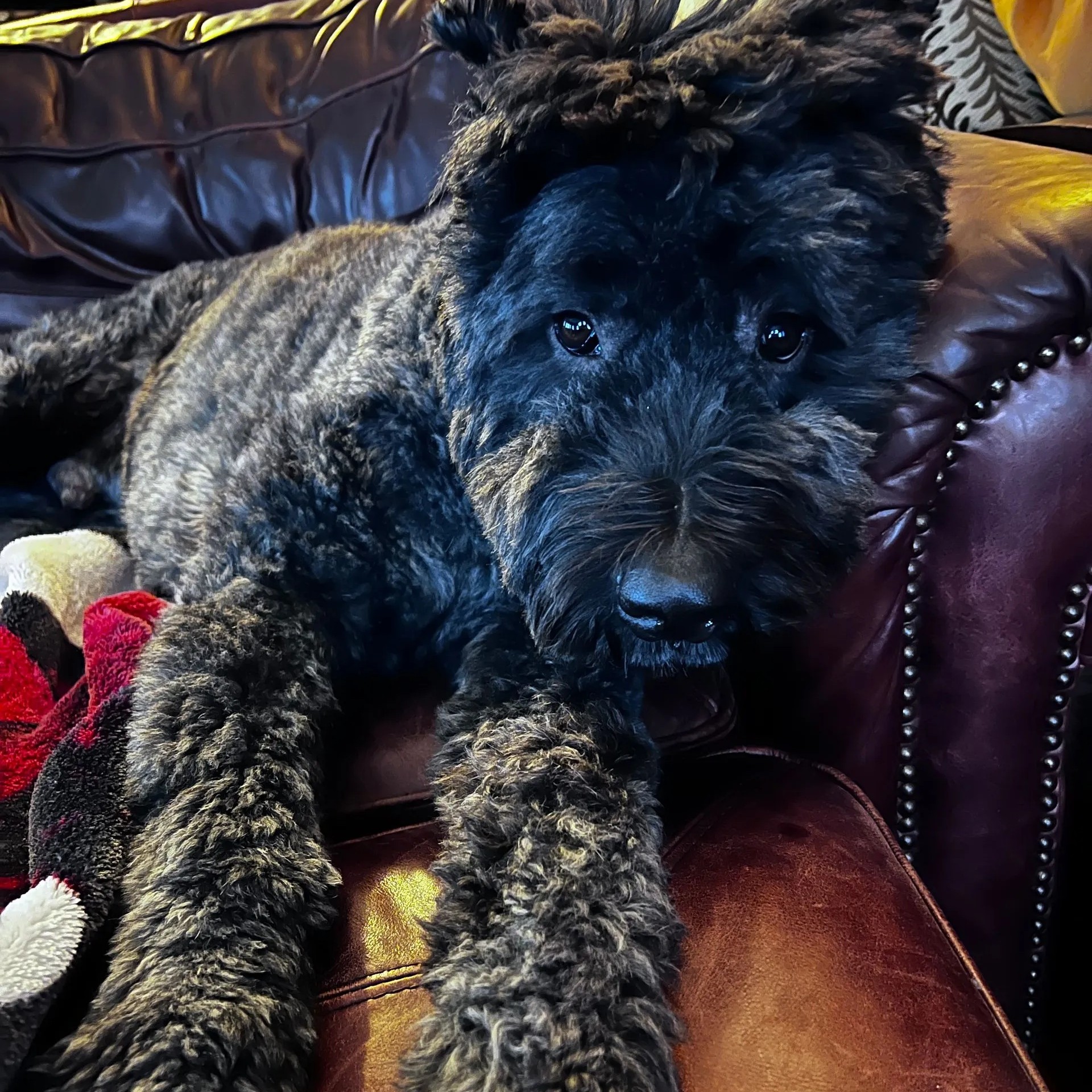 Dog laying down on couch