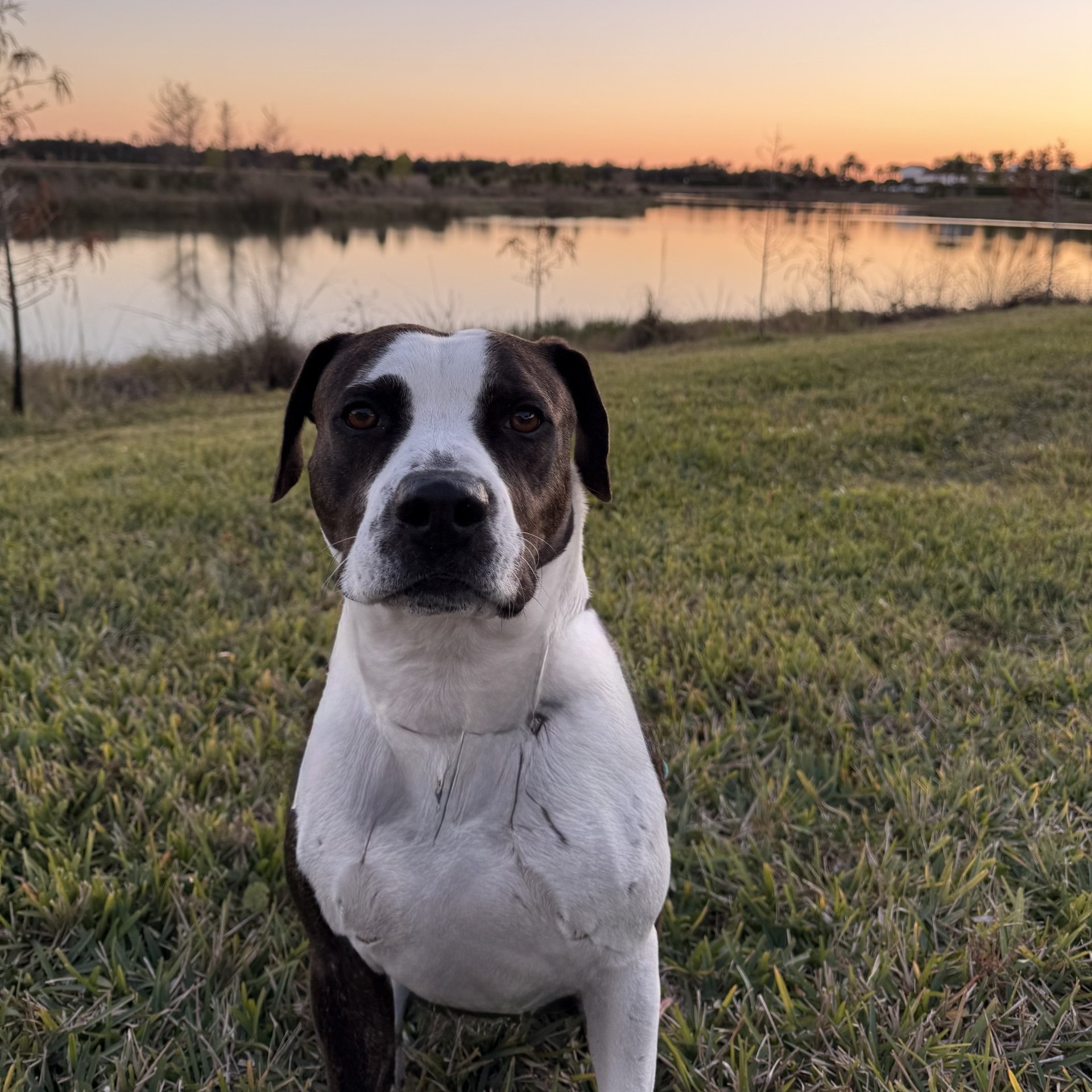 Dog playing at a park outside