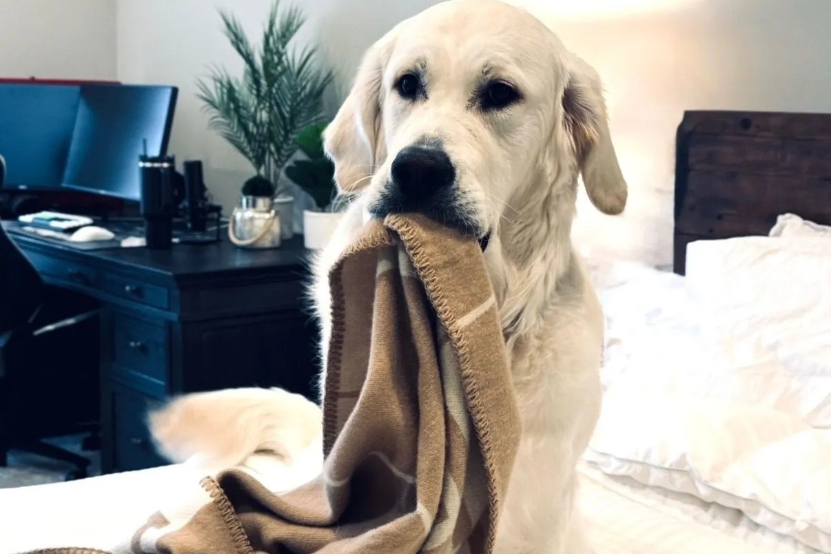 Dog playing with blanket