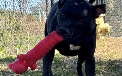 Using Toys To Assist Training