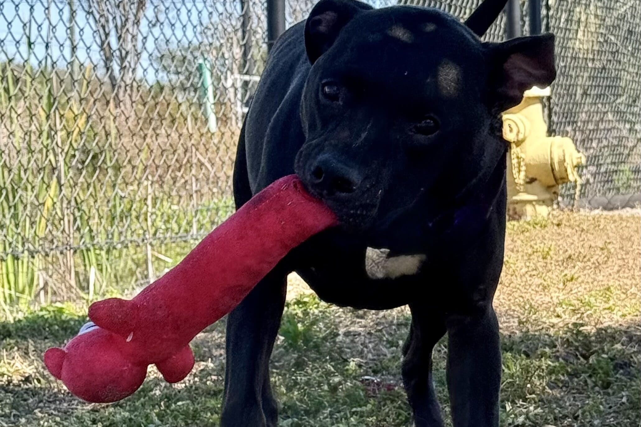 Dog playing with toy outside