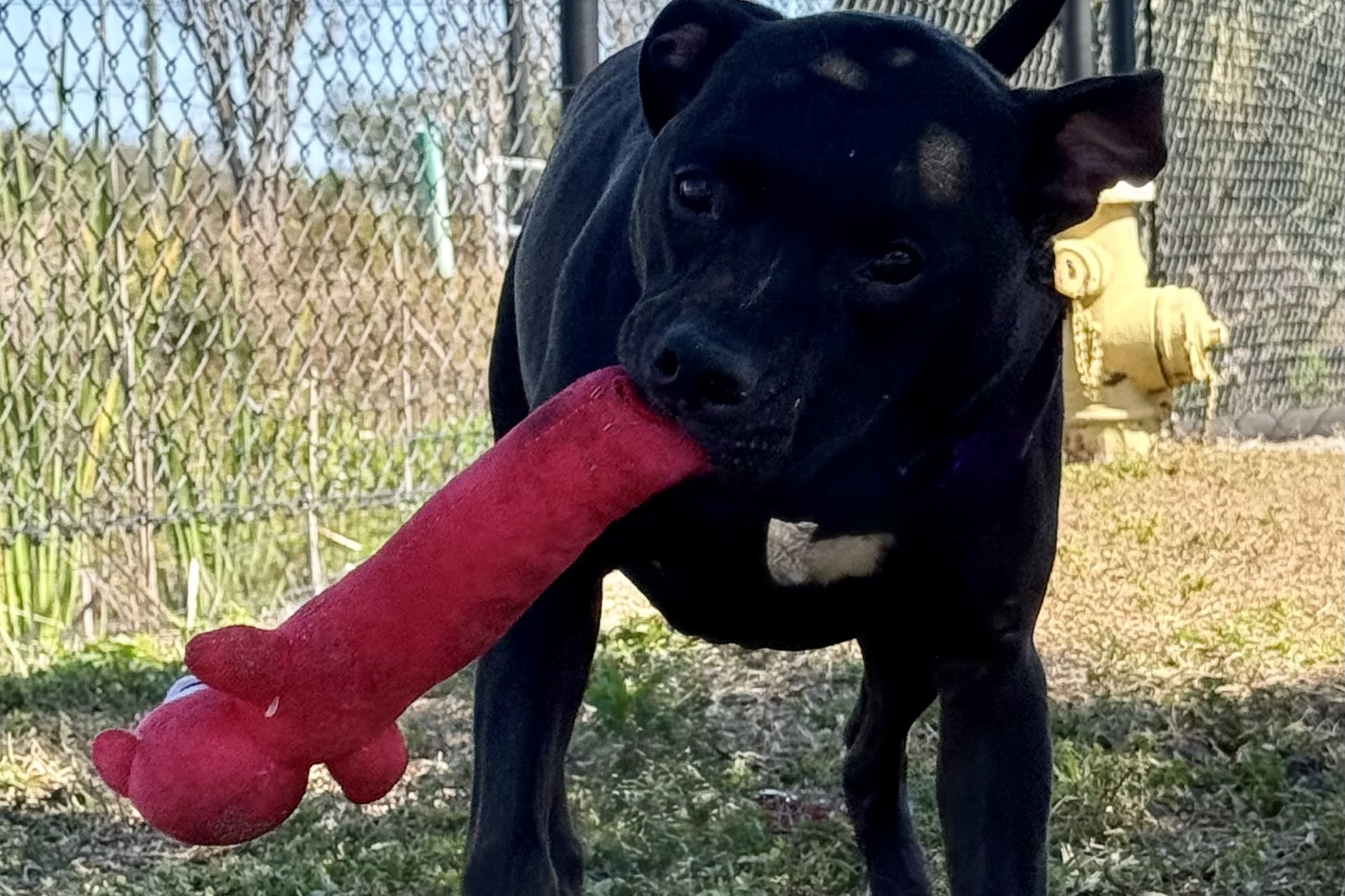 Dog playing with toy outside