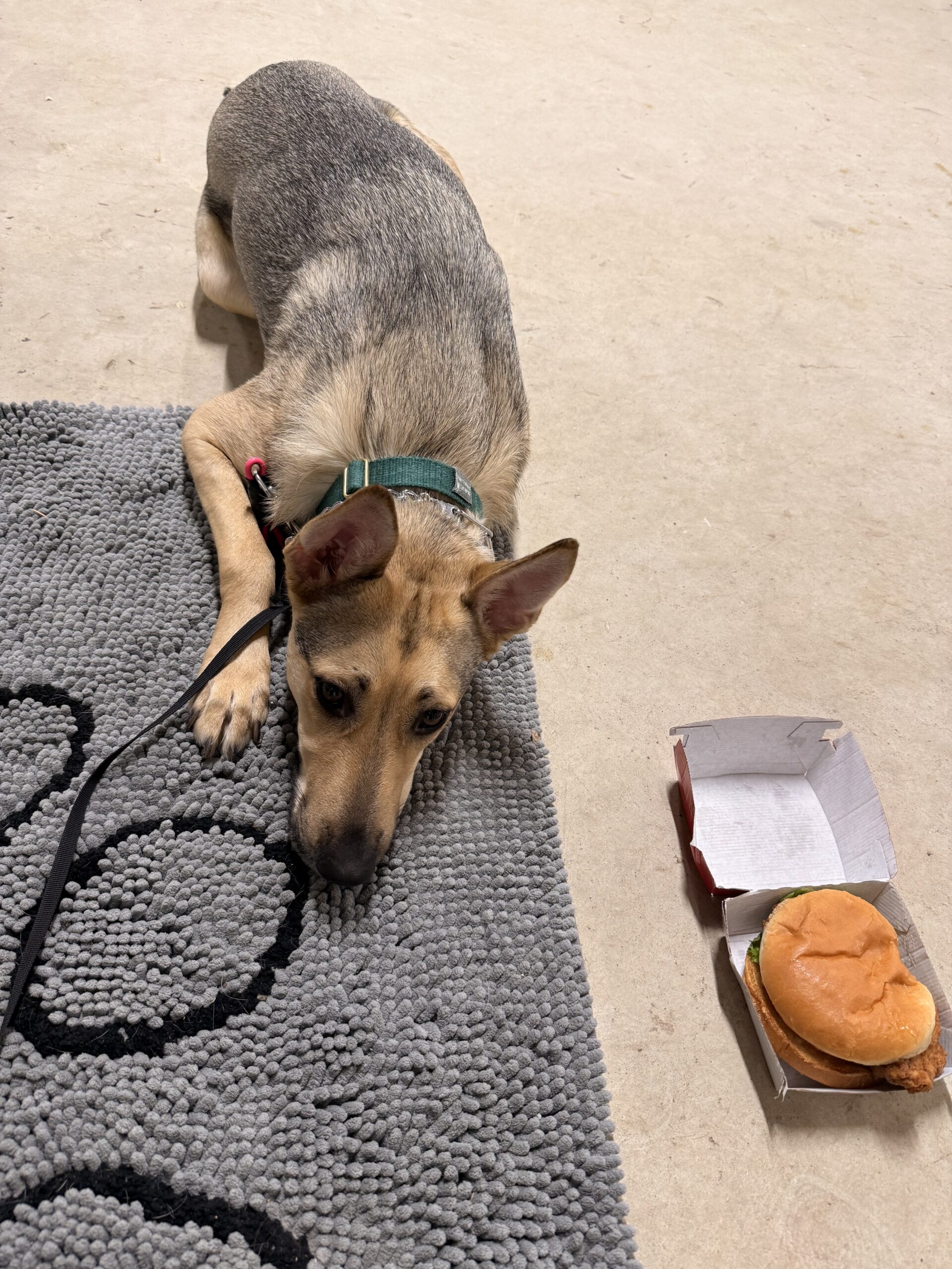 Dog staying while next to food