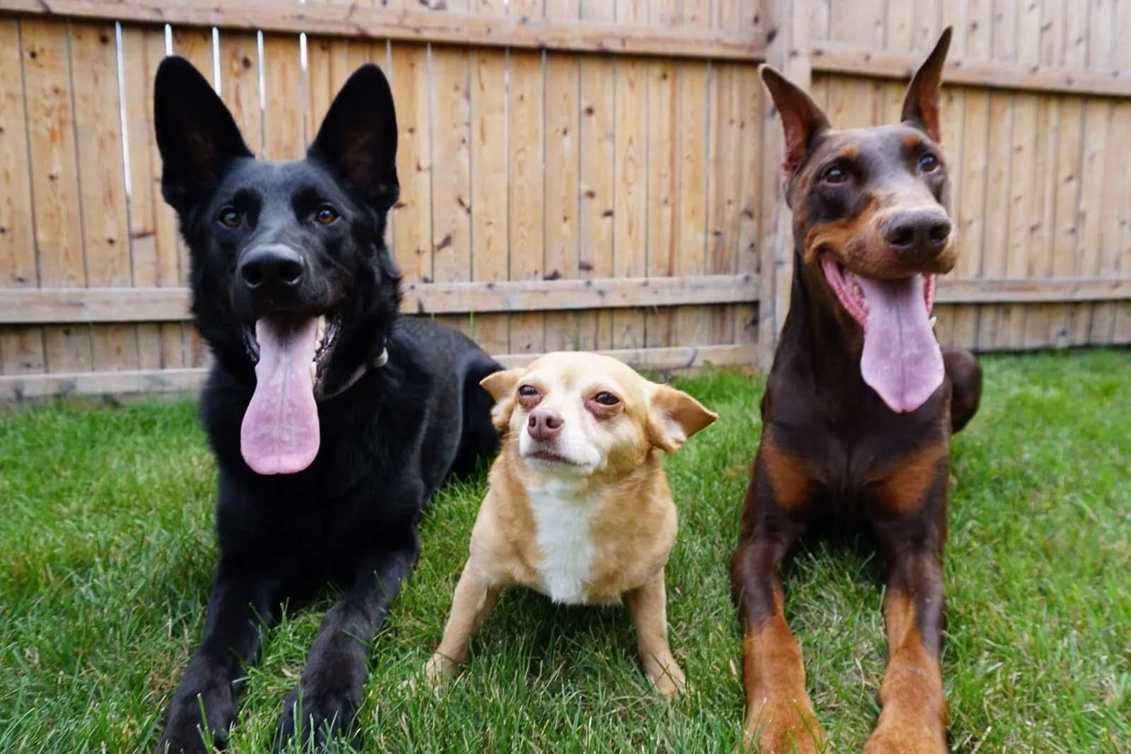 Dogs of different breeds playing outside