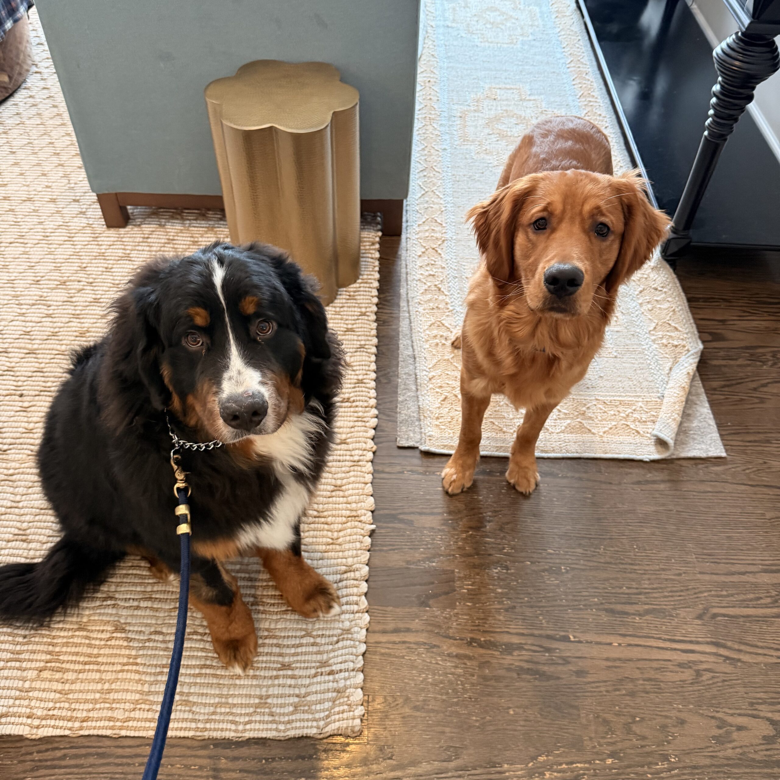 Good dogs sit stay not jumping