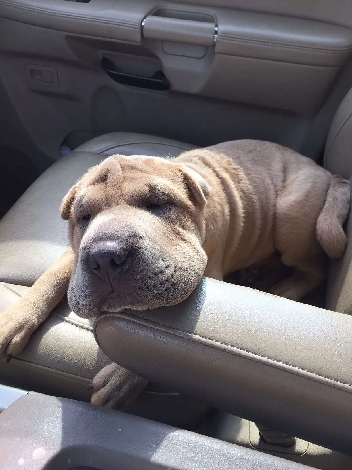 Cute, snuggly puppy tired after dog training