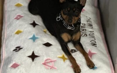 The Complete Guide to Housebreaking Your Puppy