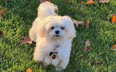 Home Dog Training vs. Obedience School