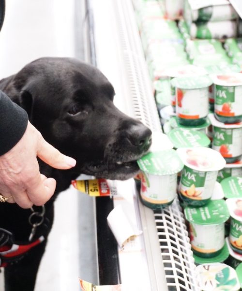 a dog eating yogurt at a store