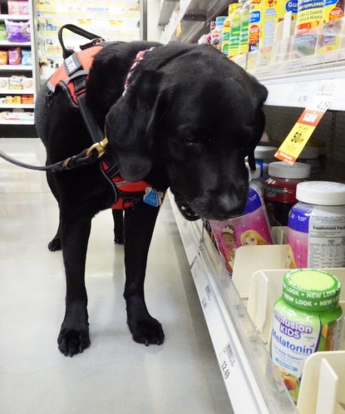 a dog in a harness at a store