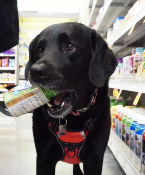 A black dog with a red harness carries a can in its mouth while walking through a store aisle with various products on the shelves.