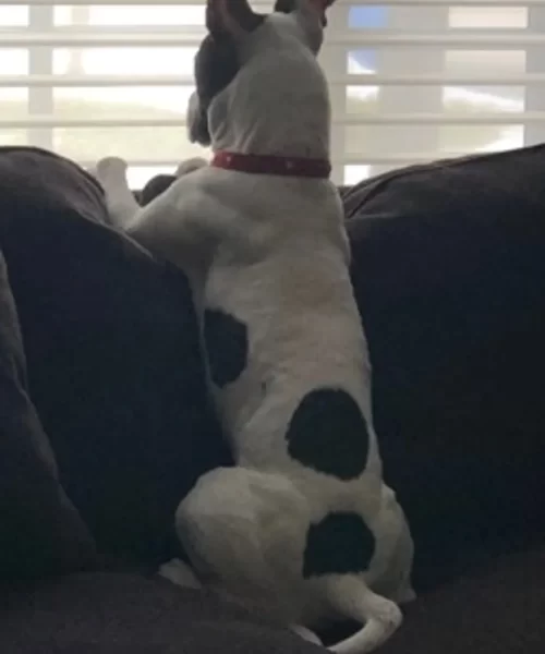 A dog sitting on a couch looking out the window