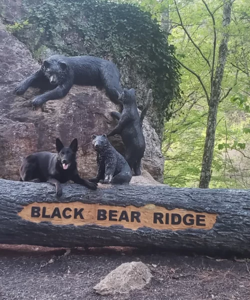 A group of black bears climbing on a log