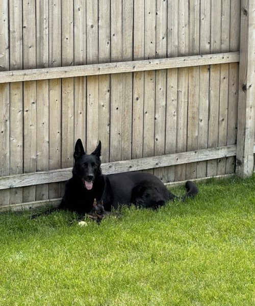 A black dog resting peacefully in the grass beside a wooden fence, enjoying a sunny day outdoors.