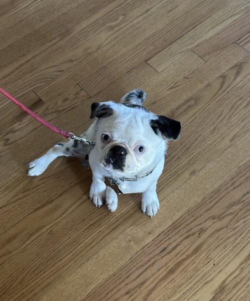 A small white and black dog sits on the floor, looking curiously at its surroundings with a playful demeanor.