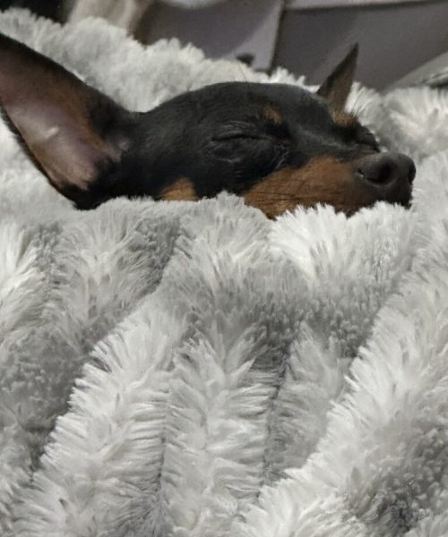 A small dog peacefully sleeping on a soft, fluffy blanket, exuding warmth and comfort in a cozy setting.