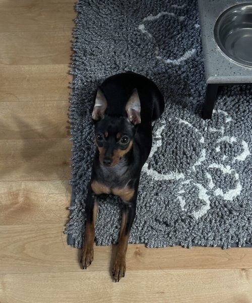 A small dog sits on a rug beside a dog bowl, looking content and relaxed in its cozy environment.