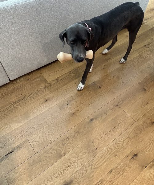 A dog joyfully holds a bone in its mouth, showcasing its playful nature and excitement.